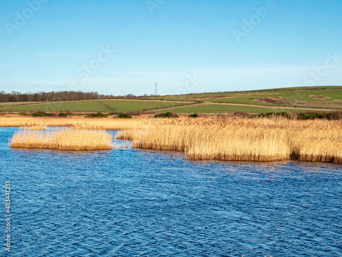 Golden reeds in a lake at St Aidans Nature Park near Leeds, England photo