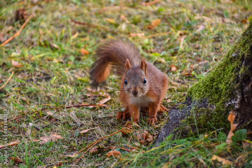 squirrel closeup, squirrel has nut to crack in park squirrel closeup, squirrel has nut to crack in park