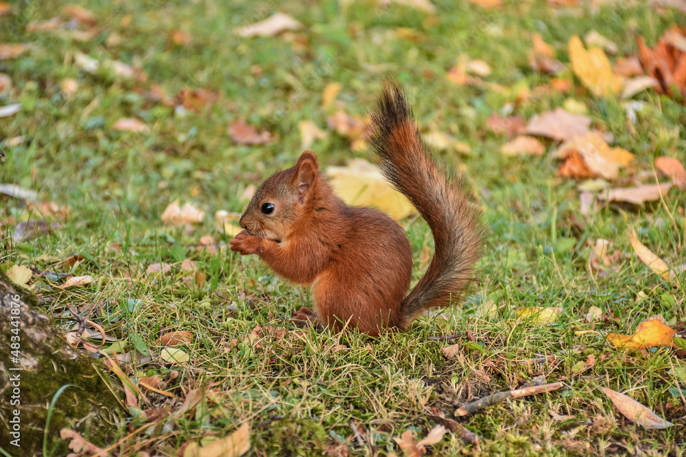 squirrel closeup, squirrel has nut to crack in park squirrel closeup, squirrel has nut to crack in park