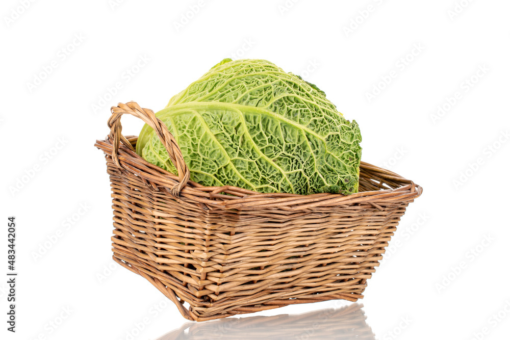 Fototapeta premium One cabbage of organic Savoy cabbage with a basket, macro, isolated on white.