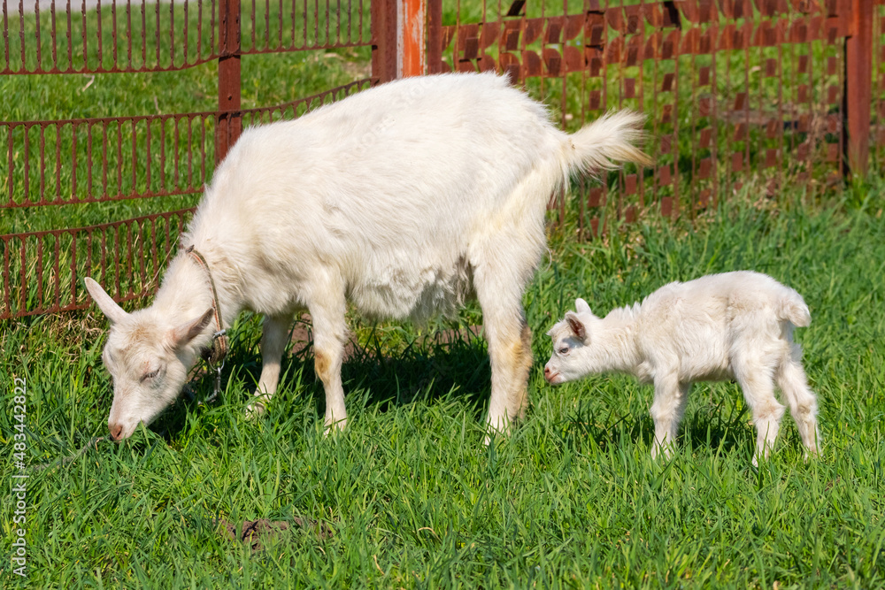 Little white goat near mother goat on pasture Little white goat near mother goat on pasture