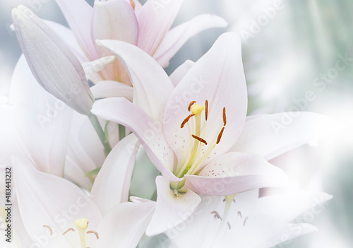 Obraz na płótnie Blurred Natural Background Of Madonna Lilly Flower, Stargazer Lilly, White Lilly