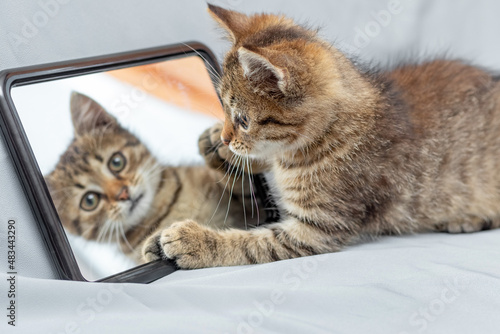A cute little kitten examines his reflection in the mirror