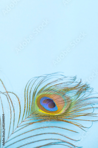 Peacock feather isolated on a soft blue background , space for text, vertical background, space for text. High quality photo