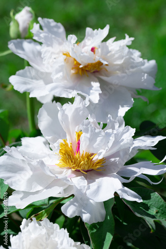 White tree-like peony with pink stripes