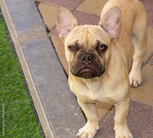 Fototapeta Naklejka Na Ścianę i Meble -  A French Bulldog puppy face
