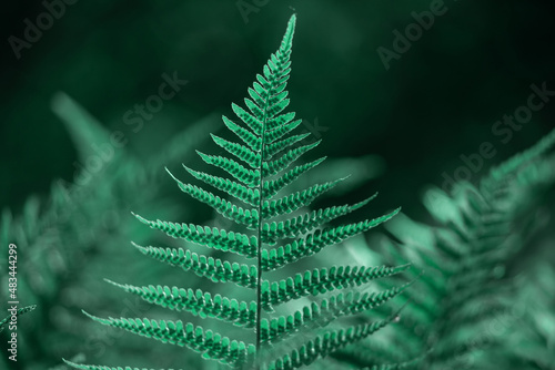 Beautiful ferns leaves green foliage.