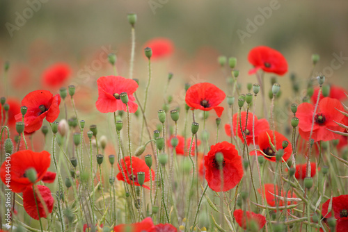 Common poppy seed heads after flowering in a hay meadow in Guildford, Surrey, UK