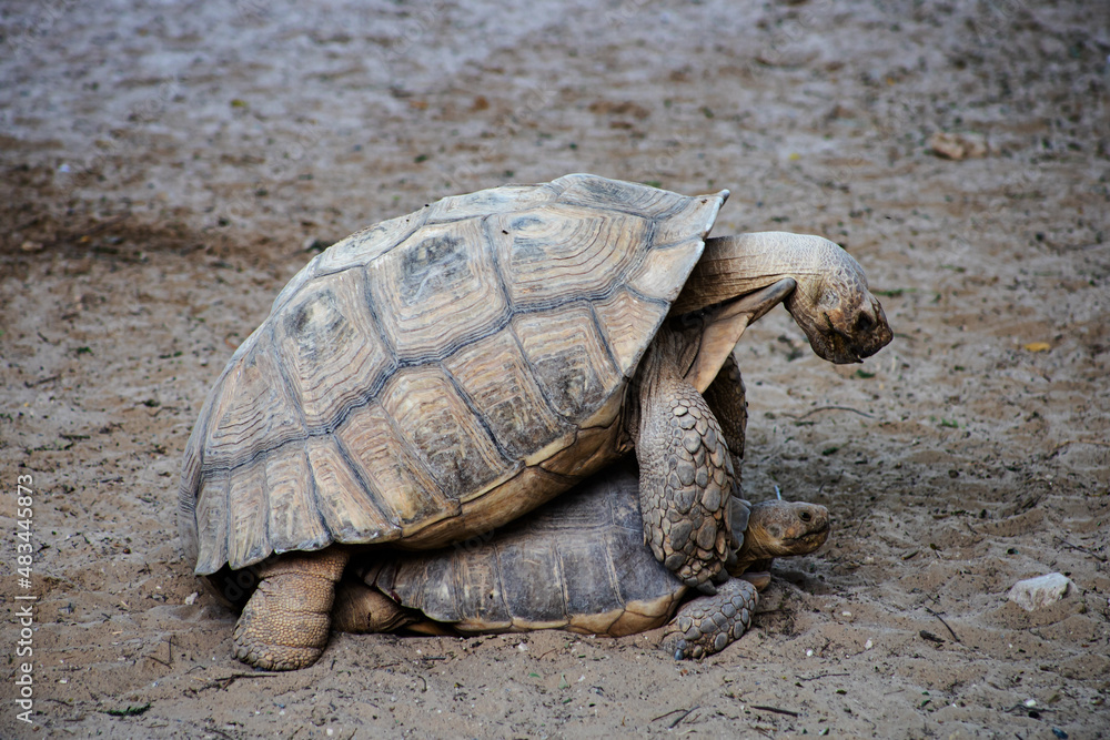 Obraz premium two large turtles copulate on the sand