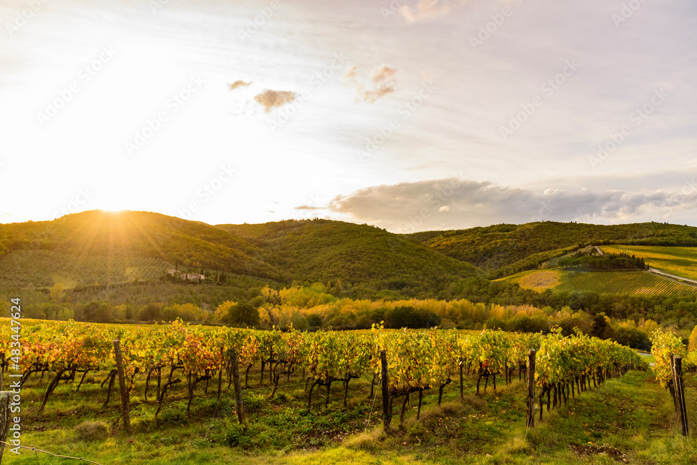 Naklejka premium Golden Chianti vineyard in autumn