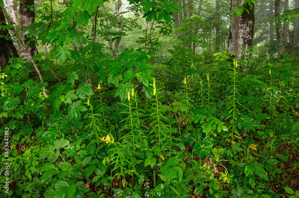North Caucasus. Flowers of the lily (Lilium monadelphum) in the undergrowth. North Caucasus. Flowers of the lily (Lilium monadelphum) in the undergrowth.