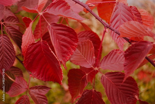 reddish-brown ornamental horticultural leaves 