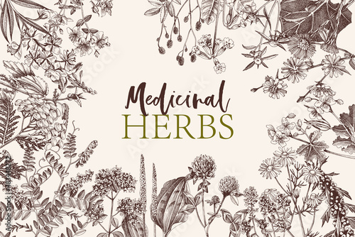 Hand drawn background of medicinal herbs photo