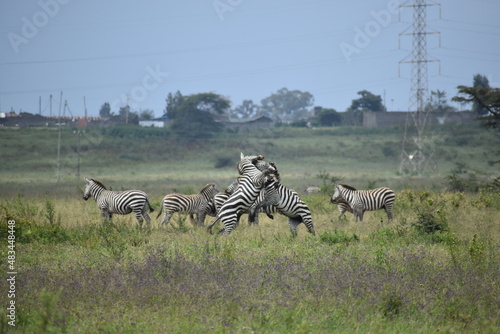 zebra fighting