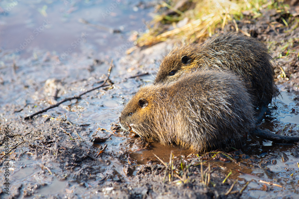 Nutria, coypu herbivorous, semiaquatic rodent member of the family Myocastoridae on the riverbed, baby animals, habintant wetlands, river rat Nutria, coypu herbivorous, semiaquatic rodent member of the family Myocastoridae on the riverbed, baby animals, habintant wetlands, river rat