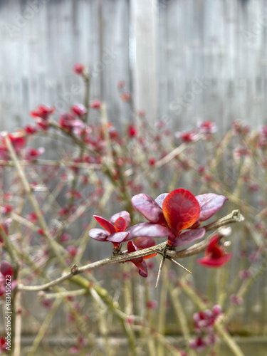 kind of sakura photo