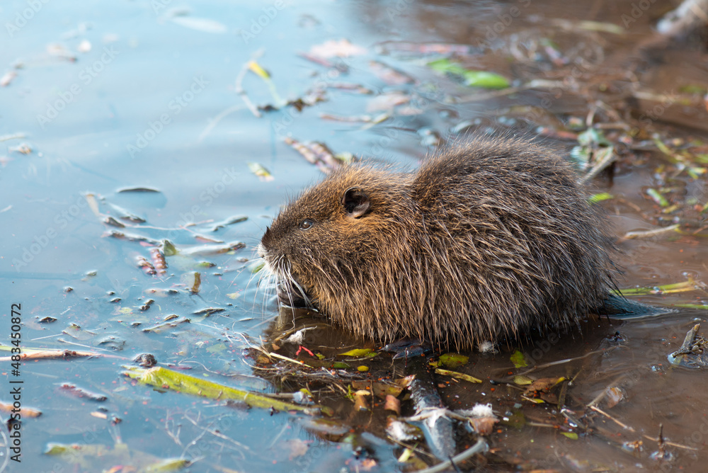 Nutria, coypu herbivorous, semiaquatic rodent member of the family Myocastoridae on the riverbed, baby animals, habintant wetlands, river rat Nutria, coypu herbivorous, semiaquatic rodent member of the family Myocastoridae on the riverbed, baby animals, habintant wetlands, river rat