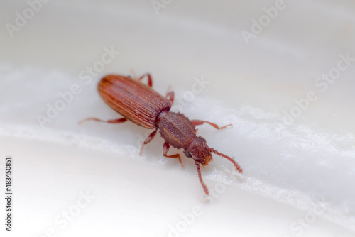 Merchant grain beetle in white background view from side. Oryzaephilus mercator photo