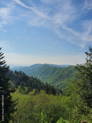 forest in the mountains