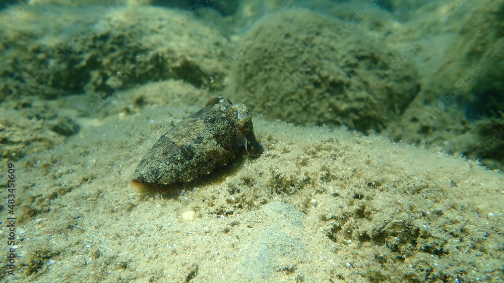 Common cuttlefish or European common cuttlefish (Sepia officinalis) undersea, Aegean Sea, Greece, Halkidiki
Common cuttlefish or European common cuttlefish (Sepia officinalis) undersea, Aegean Sea, Greece, Halkidiki
