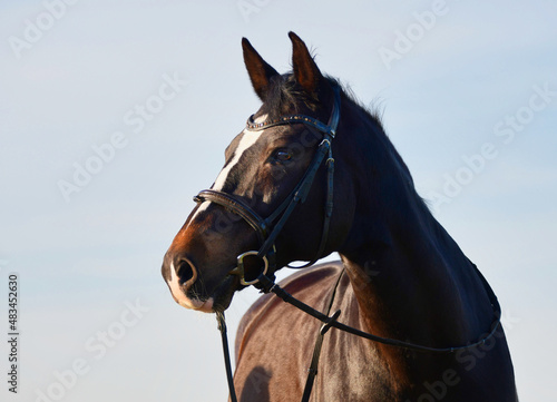 Tableau sur toile Portrait of a beautiful warmblood horse at golden hour.