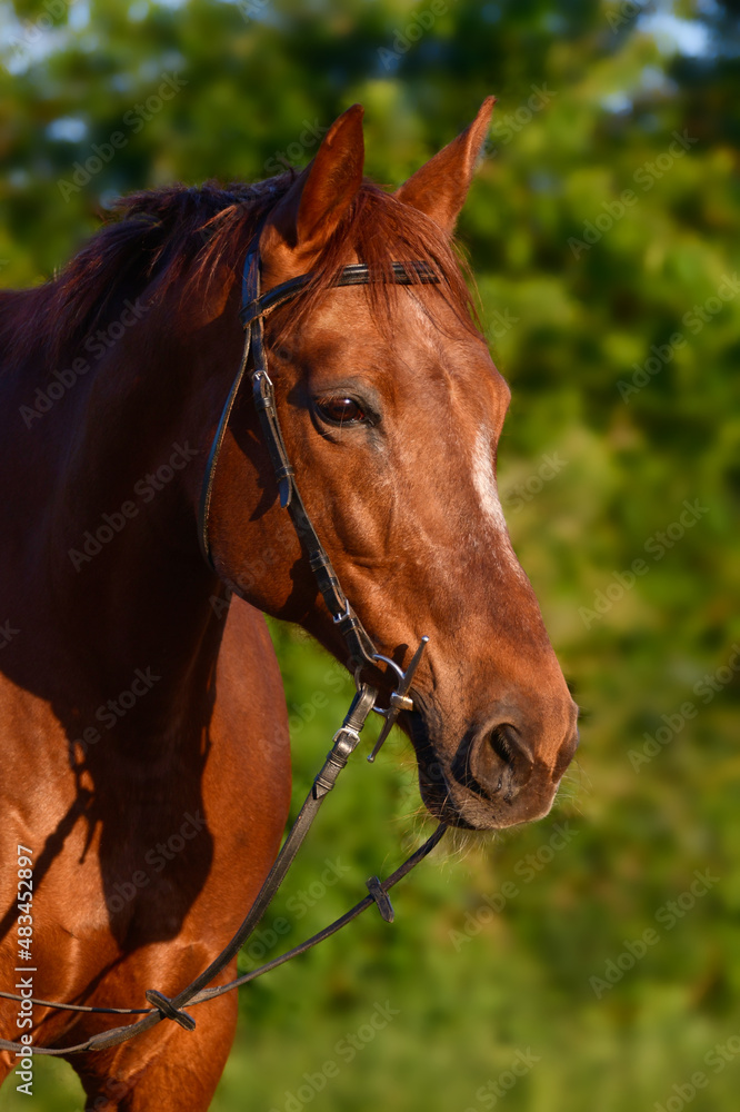 Portrait of a beautiful warmblood horse at golden hour. Portrait of a beautiful warmblood horse at golden hour.