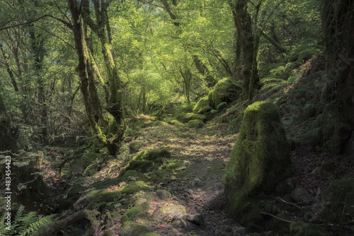 Moss Covered Rocks and Trees at a Deep Forest in Galicia  Spain