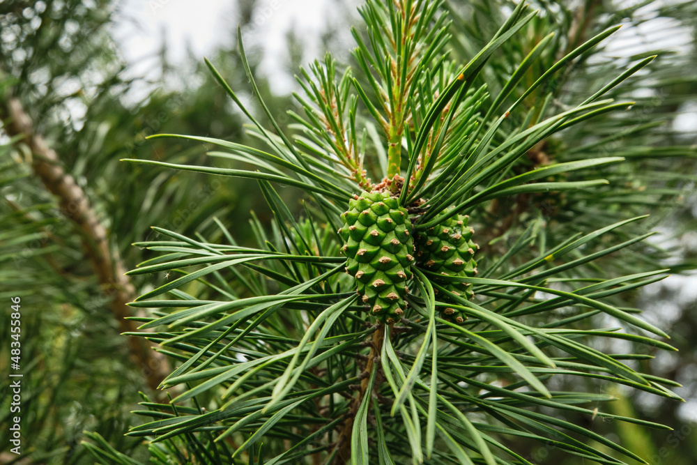 A young pine cone on a coniferous tree in the spring in the forest, the park in the daytime. Close-up. Selective focus A young pine cone on a coniferous tree in the spring in the forest, the park in the daytime. Close-up. Selective focus