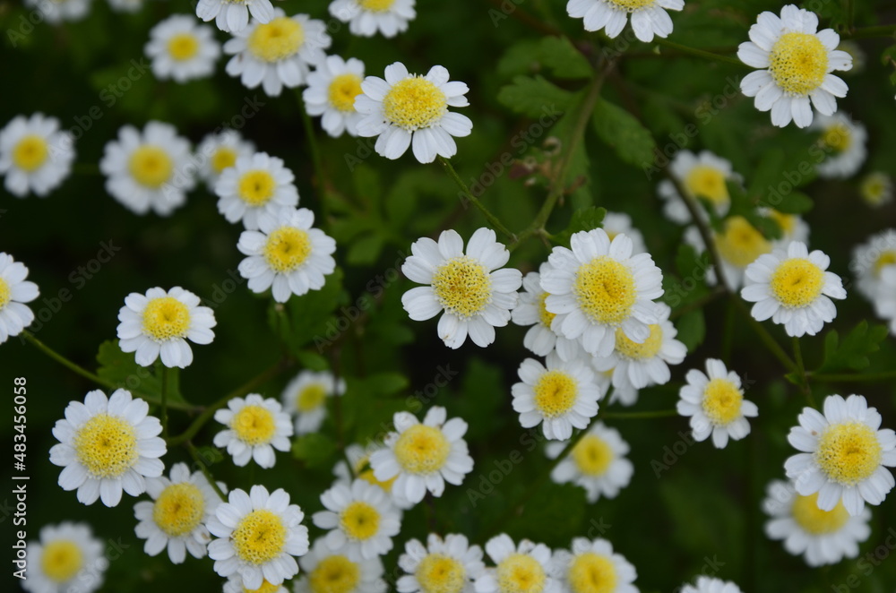 White wild chamomile tanacetum parthenium feverfew floral background White wild chamomile tanacetum parthenium feverfew floral background