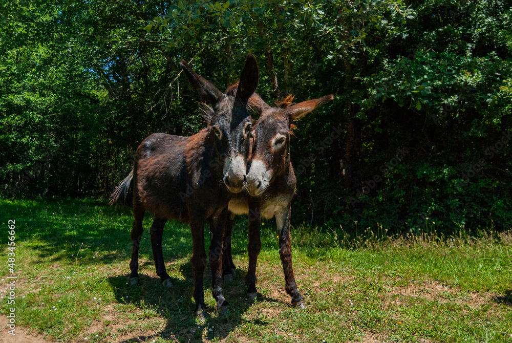 Pareja de burros en la Montaña Alavesa. Pareja de burros en la Montaña Alavesa.