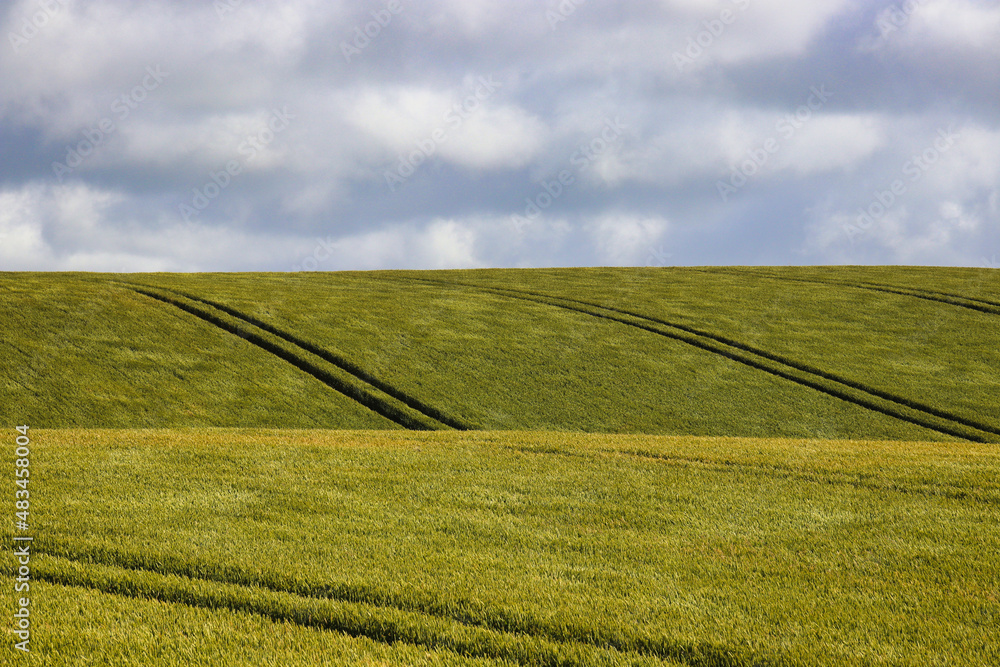 Fototapeta premium a beautiful wheat field with cloudy blue sky