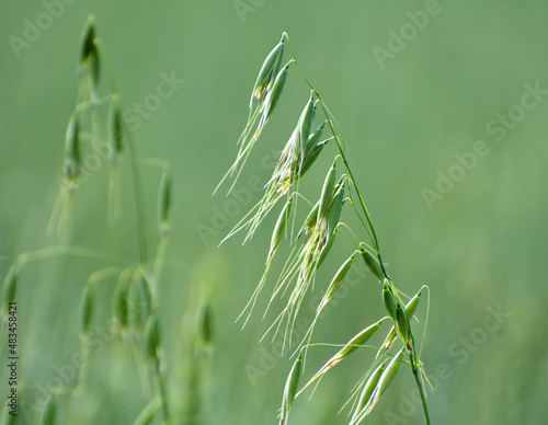Wild oats grow in the field (Avena fatua, Avena ludoviciana) photo