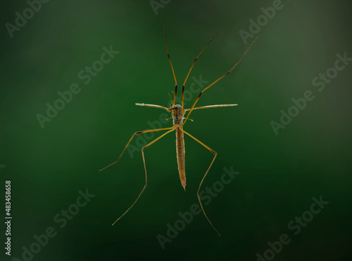 Daddy Longlegs, female - from the cranefly family