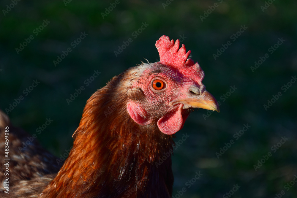 Portrait of a brown hen with nature background. Portrait of a brown hen with nature background.