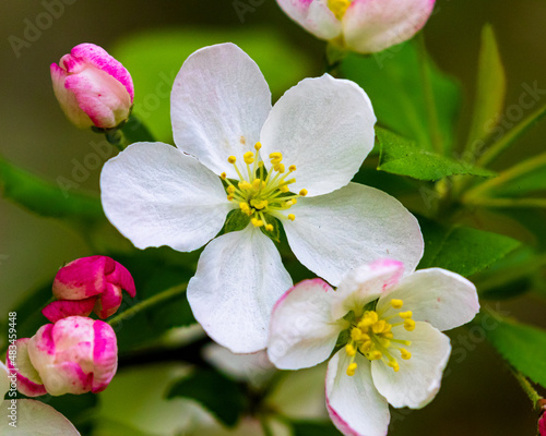 Fotografie A shallow focus of a white Malus sieboldii plant