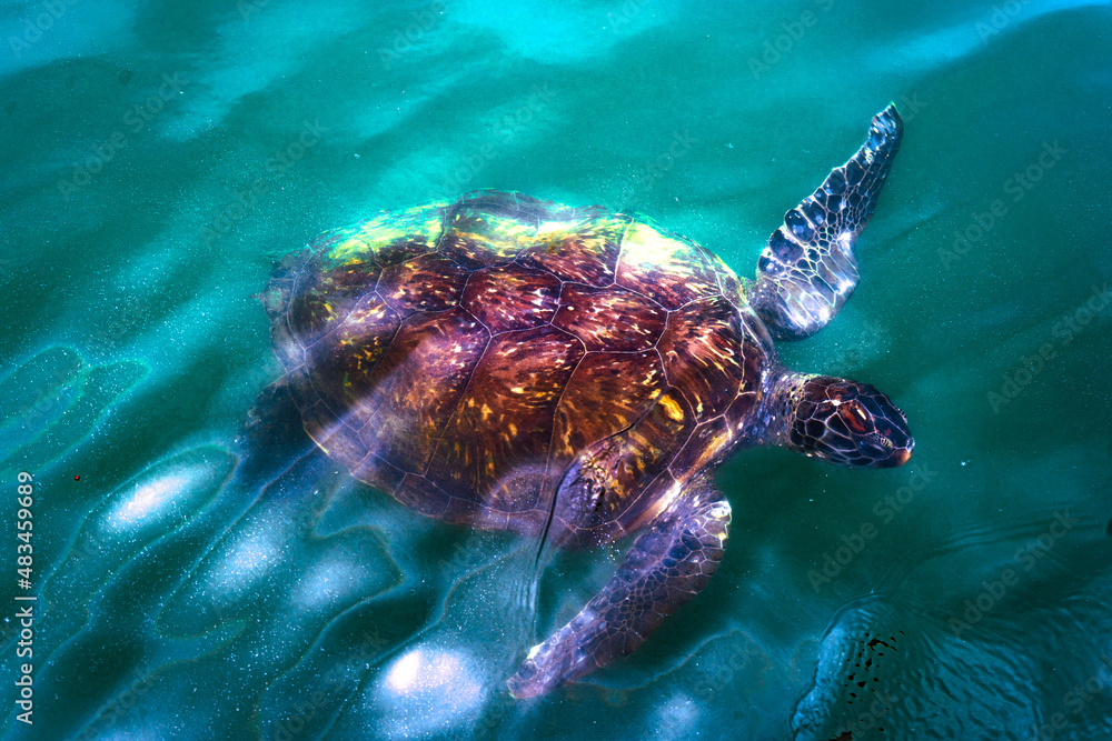 Obraz premium Tortuga Isla Grande