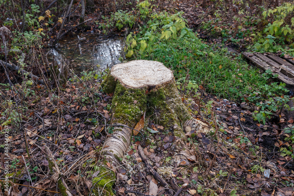 Aspen tree stump in the forest. Deforestation. Aspen tree stump in the forest. Deforestation.