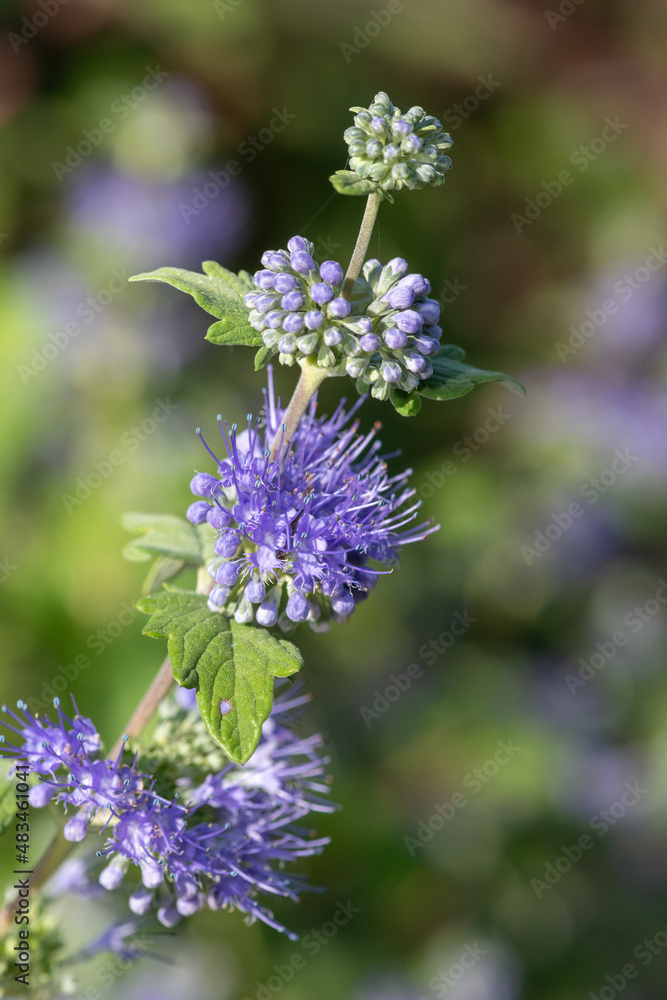 Bluebeard (caryopteris incana) flowers in bloom Bluebeard (caryopteris incana) flowers in bloom