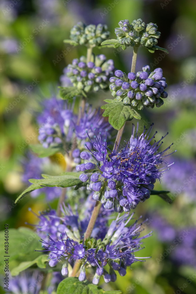 Bluebeard (caryopteris incana) flowers in bloom Bluebeard (caryopteris incana) flowers in bloom