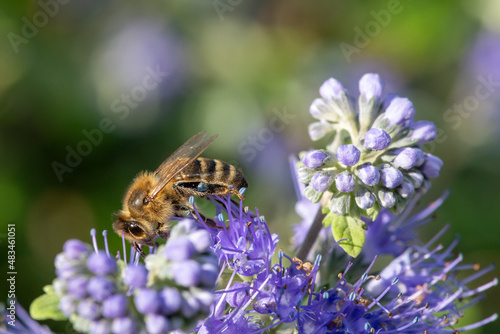 Macro shot of a bee pollinating bluebeard (caryopteris incana) flowers © tom