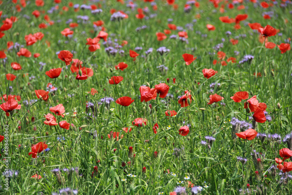 field of red poppies in summer in northern Germany, Schleswig Holstein
