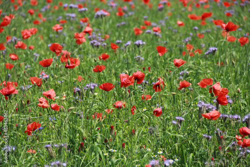 field of red poppies in summer in northern Germany, Schleswig Holstein 