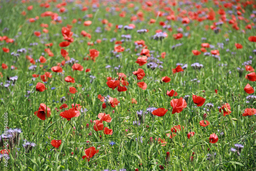 field of red poppies in summer in northern Germany, Schleswig Holstein 