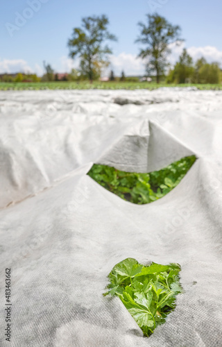 Close up of vegetable seedlings at organic farm with nonwoven agrotextile covering plants, selective focus. photo