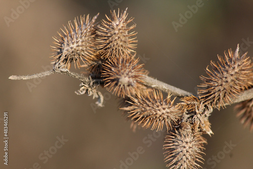 siberian cocklebur  brown color micro photo in fall season photo