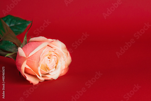 Rose on a red background