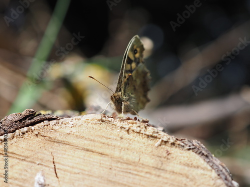 Waldbrettspiel ist ein Schmetterling der im Garten oder am Waldrand zu finden ist photo