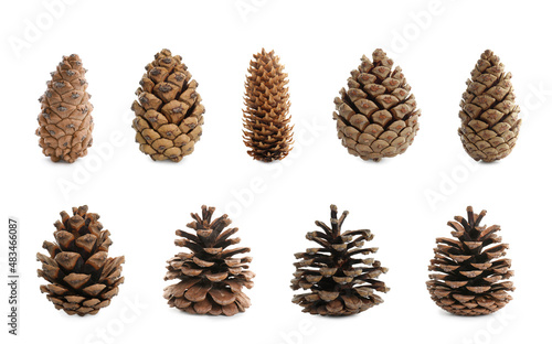 Set with beautiful pine cones on white background