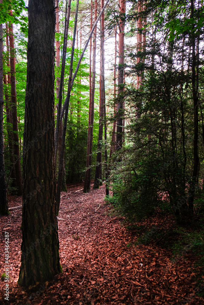 Fototapeta premium Old and young trees in a dense forest in the Pyrenees