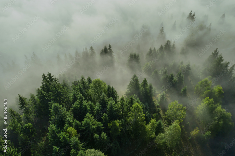 Aerial view of beautiful landscape with misty forest